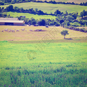 法国阿尔卑山草地的牛和公放牧Instagram效应图片