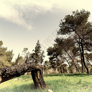 以色列清除线上的破树图片