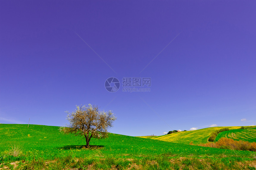 由托斯卡尼山坡草地环绕的鲜花树木和农庄图片