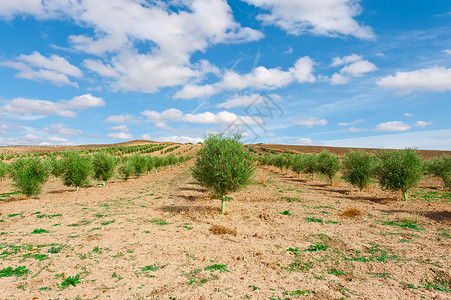 OliveGrove在西班牙坎塔布里亚山高清图片