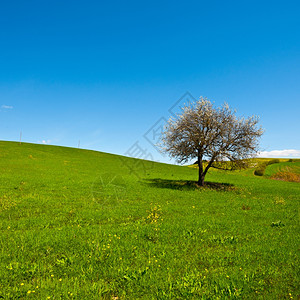 由托斯卡尼山坡草地环绕的鲜花树图片
