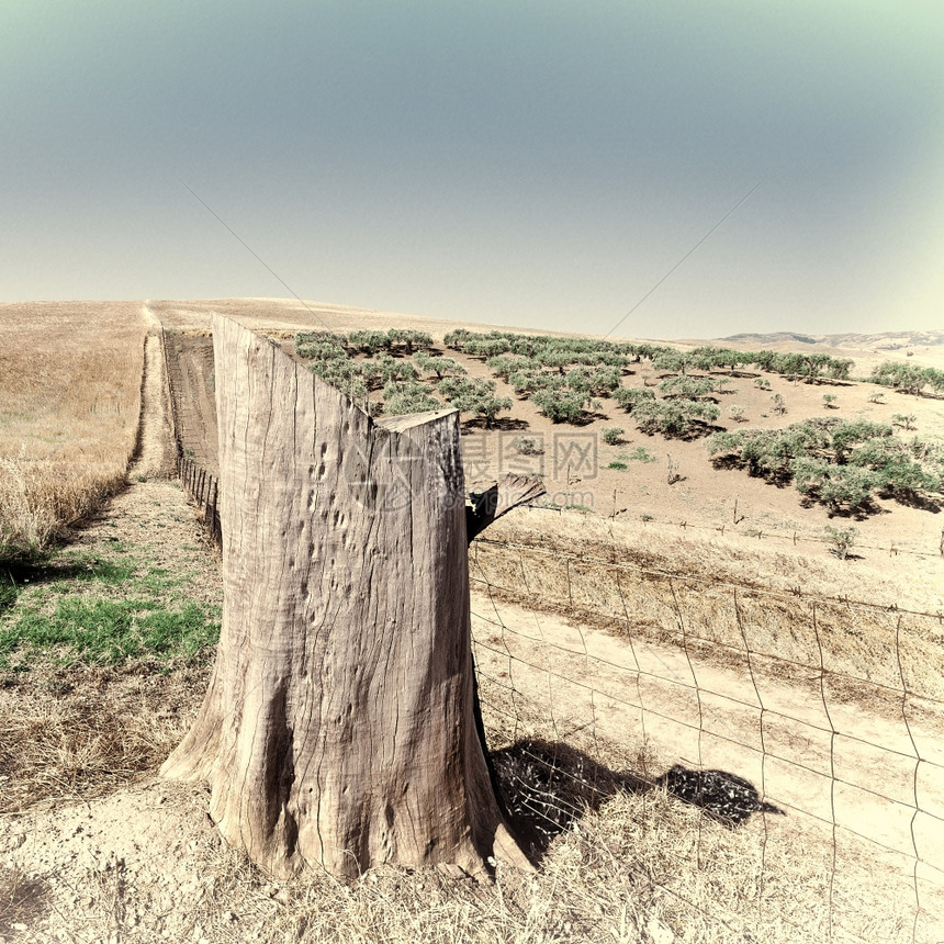 意大利西里小麦田中的橄榄前树木灌Retro图像过滤样式图片