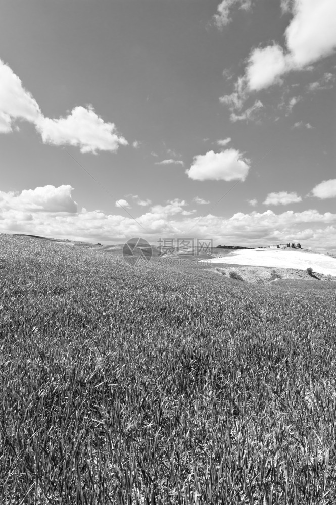 托斯卡纳的绿色斜坡草地retro图像过滤样式图片