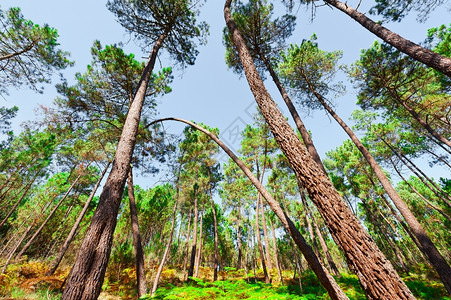 葡萄牙森林和费尔恩斯图片