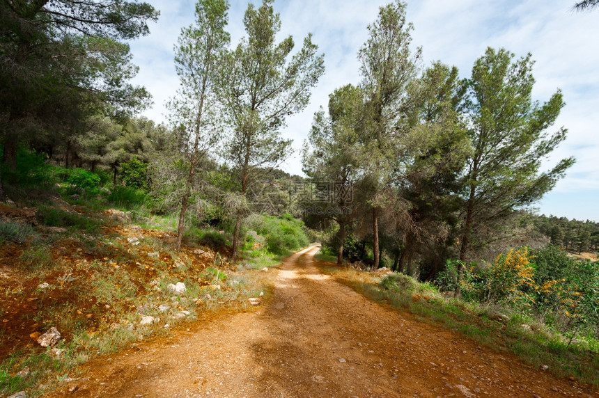 以色列加利森林泥土路图片