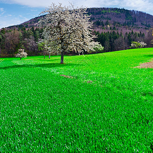 环绕着瑞士斯隆草地环绕的鲜花树木图片