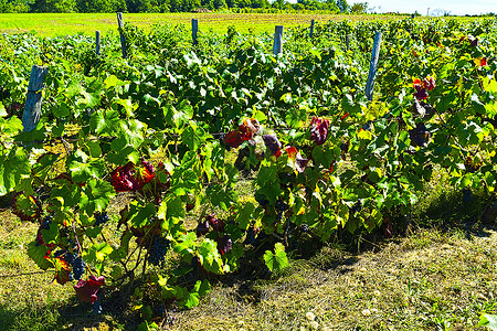 法国村私人地块上的小葡萄园背景图片