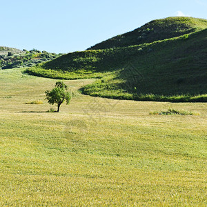 西里山丘上的牧草图片