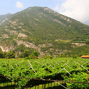 意大利阿尔卑斯山脚边的藤园和农场房屋图片