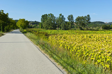 托斯卡纳沥青路附近的向日葵和托巴科种植园图片
