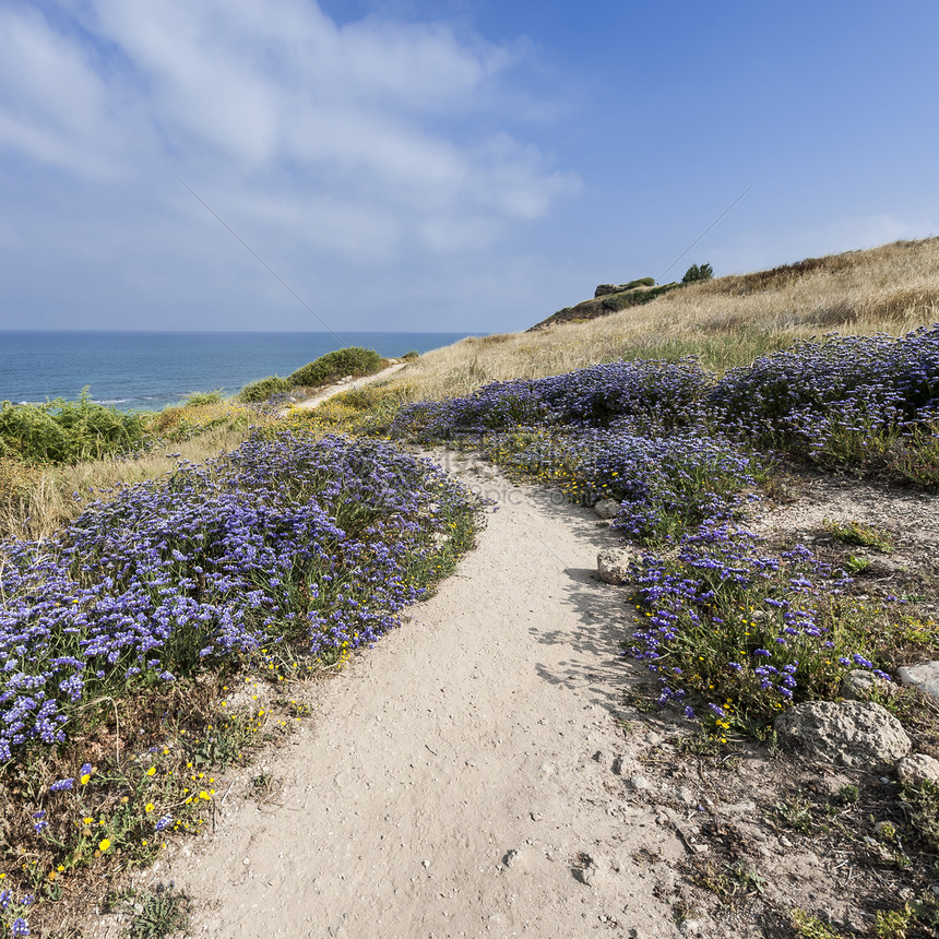 以色列地中海岸的沙丘以色列阿波罗尼亚公园的春花图片