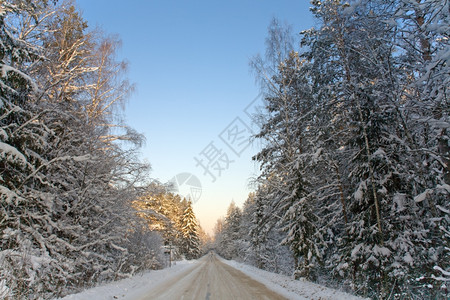 雪林中沙冬路图片