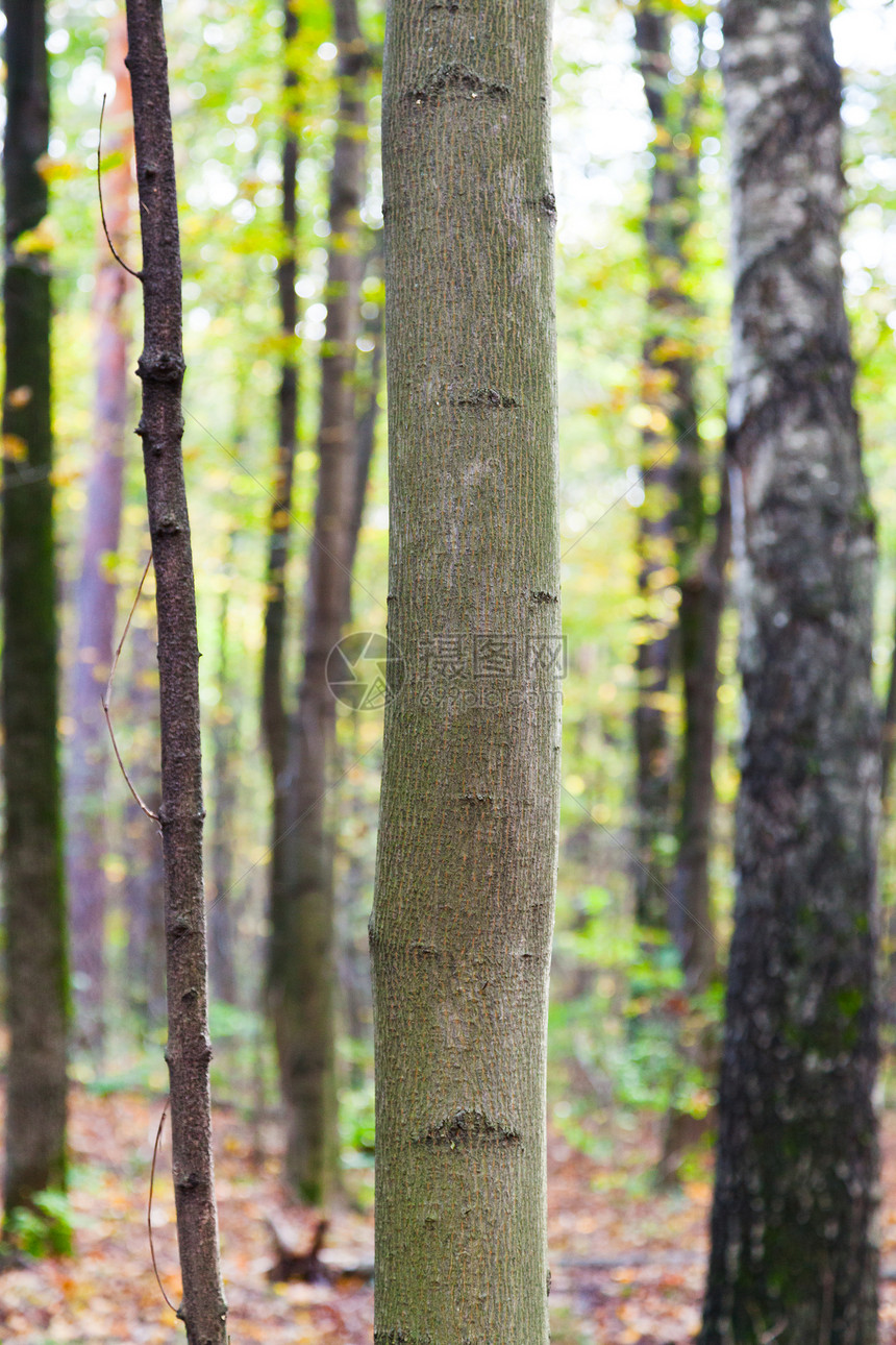 秋天森林叶草中和树丛的火山枝图片