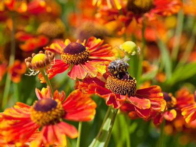 蜜蜂从Gaillatia花朵中抽取蜜图片