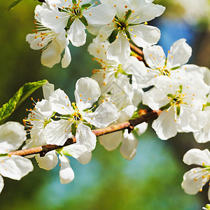 在阳光明媚的春日樱花树枝紧图片