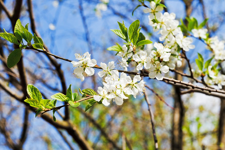 阳光明媚的春日盛开樱花森林高清图片素材