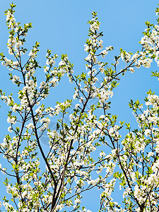 蓝天空背景的花樱繁盛樱花高清图片素材