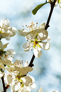 春日的白樱花紧花的高清图片素材