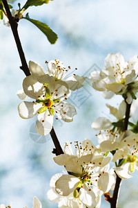 春日的白樱花紧花期高清图片素材