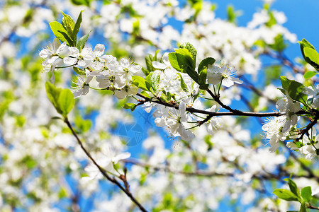 阳光明媚的春天樱花和白水果高清图片素材