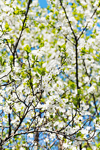 在阳光明媚的春日樱桃枝和白开花树冠蓝色高清图片素材