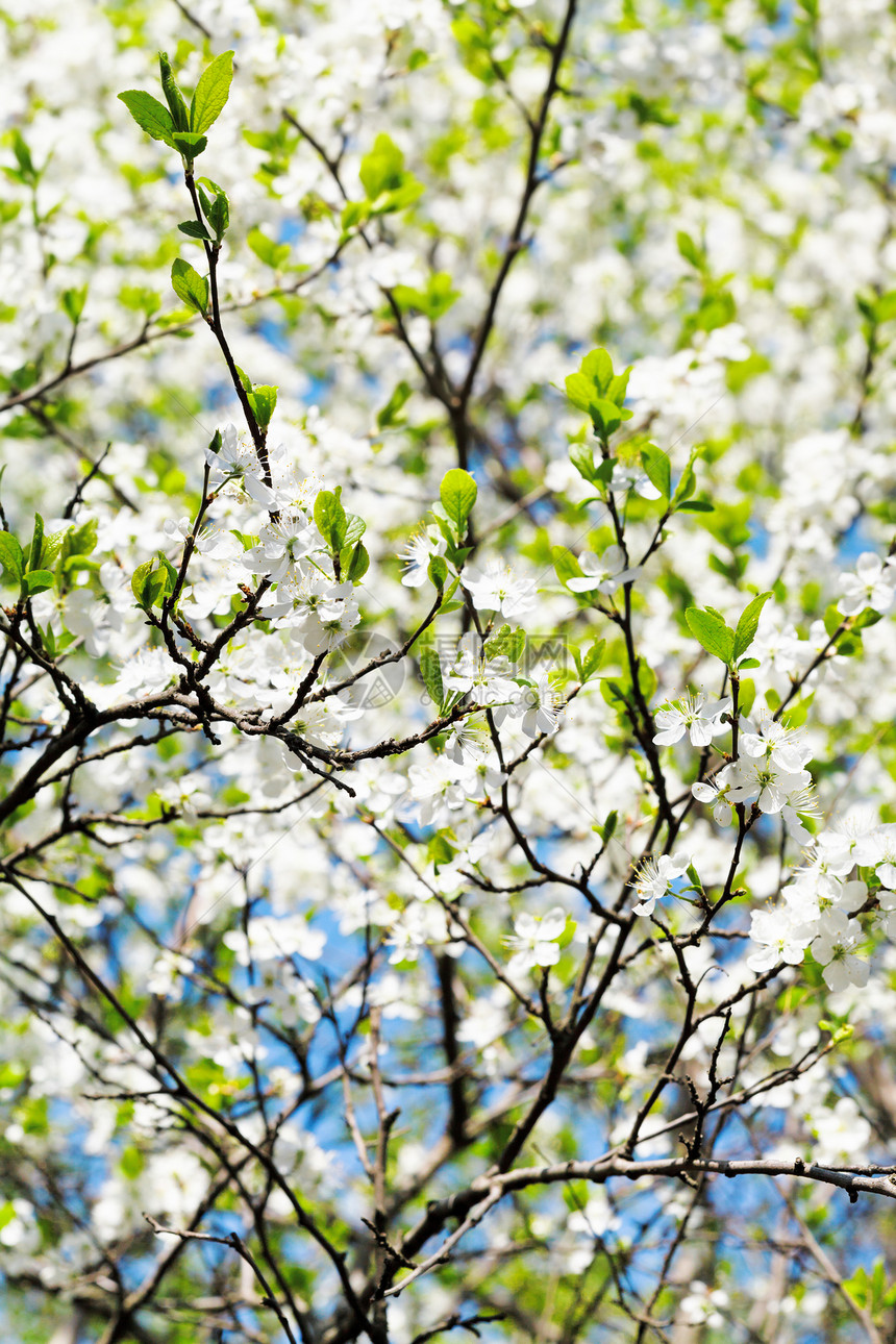 阳光明媚的春日樱桃和白花树冠盛的樱桃和白开花树冠