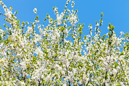 蓝色天空背景的白花樱树冠森林高清图片素材