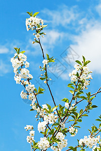 在阳光明媚的春天鲜少樱花朵晴朗的高清图片素材