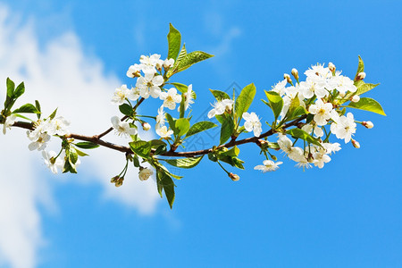 蓝天空背景的鲜花樱桃图片