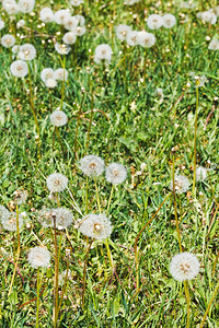夏日绿草地有喷气球花朵图片