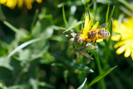 蜜蜂从黄花中采蜜图片