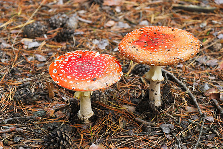 红色的蘑菇两只苍蝇在秋天的迷幻森林里喷洒着毒蘑菇背景