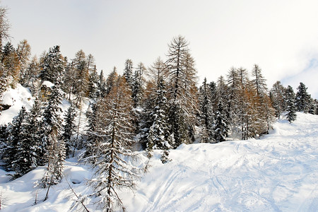 意大利多洛米特州ValGardana山上的雪林高清图片