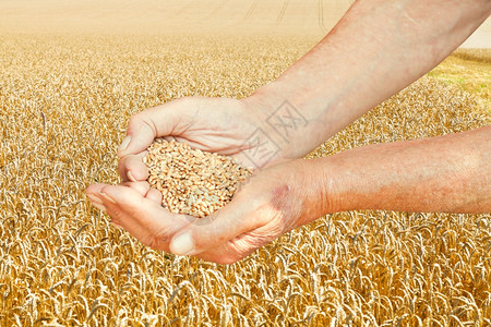 土生长的工人手握着小麦田间种子的一小撮手图片