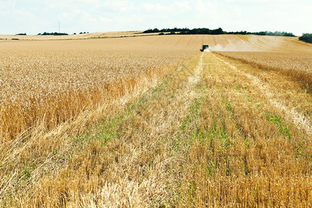 夏日小麦种植部分收获图片