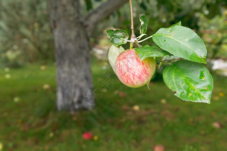 树上的红苹果在夏日枯熟的果实落在树上图片