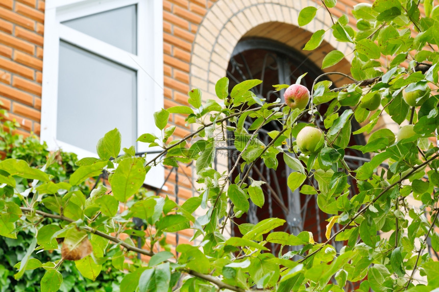 苹果树枝实成熟在新大厦前图片