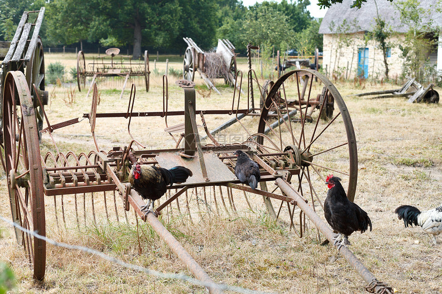 法国布里埃尔地区自然公园Breca村后院的鸡和废弃农具图片