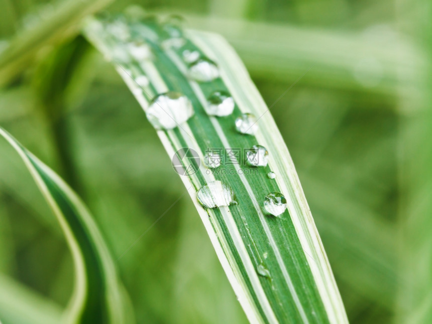 绿雨滴在色的青叶子上图片