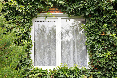 环绕乡村之家新窗口的绿色常春藤图片