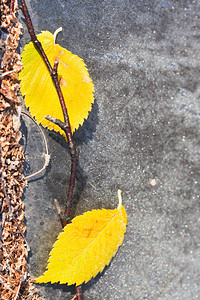 秋天在人行道上流落的霜和黄叶图片