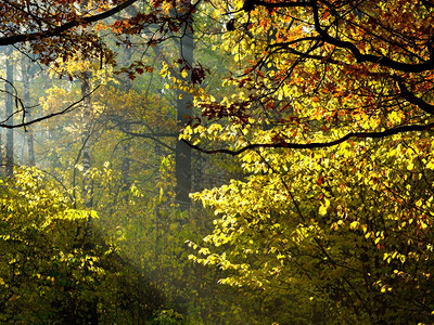 秋天森林的树叶中阳光照耀着太的芒图片