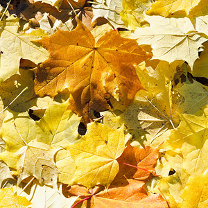 秋天棕色和黄的绿叶图片