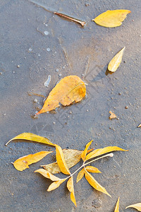 秋天黄的落叶在冰冻水坑里图片