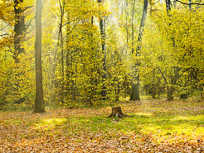 秋天阳光照耀的森林图片