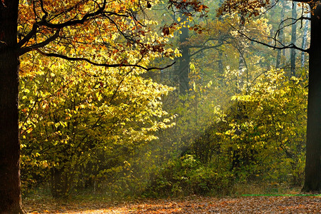 秋天森林的叶子穿过太阳的光束图片