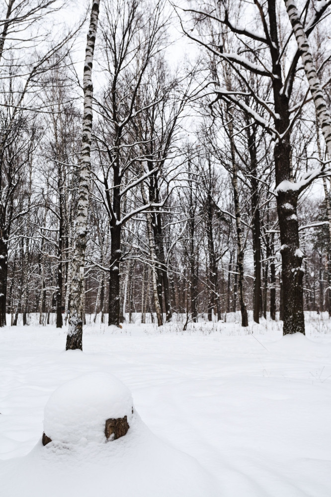 冬季森林边缘的雪覆盖树桩图片