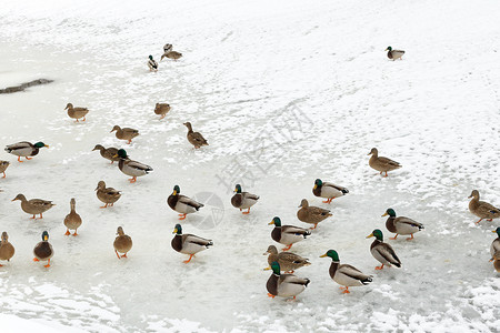 寒冷的冬天冰冻河中鸭子寒冷冬图片
