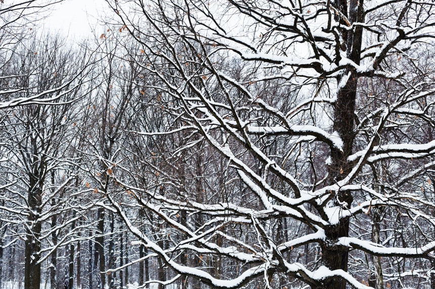 冬季雨雪覆盖了森林中的橡树干图片
