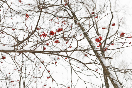 冬天树上冷冻的红连排白莓果图片